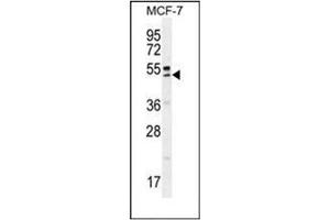 Western blot analysis of QTRTD1 Antibody (C-term) in MCF-7 cell line lysates (35ug/lane). (QTRTD1 anticorps  (C-Term))