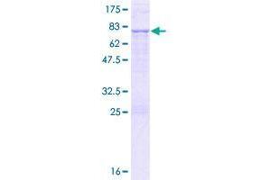Image no. 1 for Tyrosyl-tRNA Synthetase 2, Mitochondrial (YARS2) (AA 1-477) protein (GST tag) (ABIN1325504)