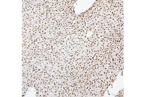 IHC analysis of H1F0 using anti-H1F0 antibody (ABIN7600521). (Histone H1 anticorps  (AA 20-159))