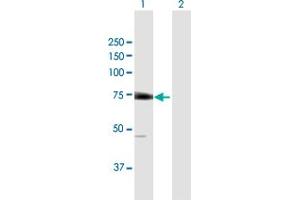 Western Blot analysis of EIF2D expression in transfected 293T cell line by EIF2D MaxPab polyclonal antibody. (EIF2D anticorps  (AA 1-584))