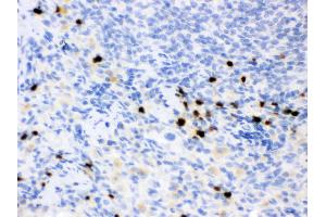 Anti- Lipocalin 2 Picoband antibody, IHC(P) IHC(P): Rat Spleen Tissue
