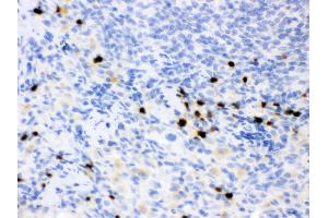 Anti- Lipocalin 2 Picoband antibody, IHC(P) IHC(P): Rat Spleen Tissue (Lipocalin 2 anticorps  (AA 21-198))
