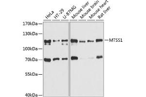 Western blot analysis of extracts of various cell lines, using MTSS1 antibody (ABIN6129051, ABIN6144182, ABIN6144183 and ABIN6215391) at 1:3000 dilution. (MTSS1 anticorps  (AA 630-730))