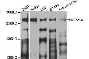 Western blot analysis of extracts of various cell lines, using NUP214 antibody. (NUP214 anticorps)