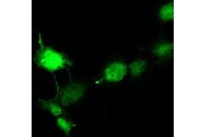 Immunofluorescence (IF) image for anti-Doublecortin (DCX) antibody (ABIN1497783) (Doublecortin anticorps)