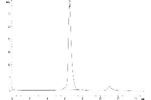 The purity of Human BAFF is greater than 95 % as determined by SEC-HPLC.