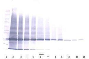 Image no. 2 for anti-Interleukin 25 (IL25) antibody (ABIN465526) (IL-25 anticorps)