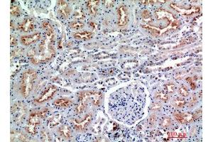 Immunohistochemistry (IHC) analysis of paraffin-embedded Human Kidney, antibody was diluted at 1:200. (CD56 anticorps)