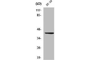 Western Blot analysis of HT29 cells using Wnt-1 Polyclonal Antibody (WNT1 anticorps  (C-Term))