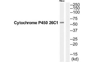 Western Blotting (WB) image for anti-Cytochrome P450, Family 26, Subfamily C, Polypeptide 1 (CYP26C1) (C-Term) antibody (ABIN1852632) (CYP26C1 anticorps  (C-Term))
