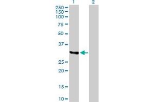 Western Blot analysis of TNFSF10 expression in transfected 293T cell line by TNFSF10 MaxPab polyclonal antibody.