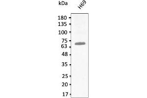 Western Blotting (WB) image for anti-T-Box 18 (TBX18) (C-Term) antibody (ABIN7272987) (T-Box 18 anticorps  (C-Term))