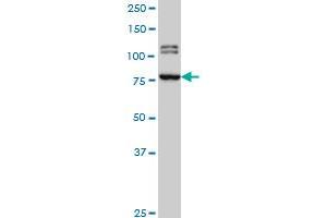 BRD3 monoclonal antibody (M01), clone 6E7 Western Blot analysis of BRD3 expression in Hela S3 NE . (BRD3 anticorps  (AA 418-556))