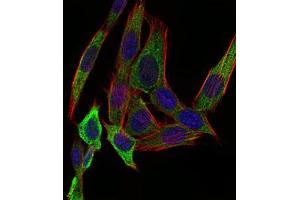 Immunofluorescence analysis of NIH/3T3 cells using PAPLN mouse mAb (green). (PAPLN anticorps  (AA 766-870))