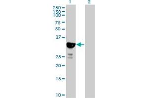 Western Blot analysis of HICE1 expression in transfected 293T cell line by HICE1 MaxPab polyclonal antibody.