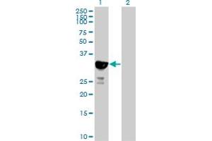 Western Blot analysis of HICE1 expression in transfected 293T cell line by HICE1 MaxPab polyclonal antibody. (NYS48/HAUS8 anticorps  (AA 1-248))