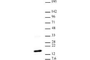 Western blot of Histone H3 trimethyl Lys27 antibody. (Histone 3 anticorps  (H3K27me3))