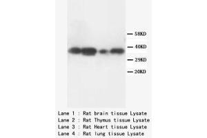 Image no. 2 for anti-Tumor Necrosis Factor, alpha-Induced Protein 1 (Endothelial) (TNFAIP1) (N-Term) antibody (ABIN1495136) (TNFAIP1 anticorps  (N-Term))
