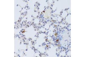 Immunohistochemistry of paraffin-embedded mouse lung using FCN1 Antibody. (FCN1 anticorps  (AA 30-326))