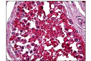 Human Testis: Formalin-Fixed, Paraffin-Embedded (FFPE) (Notch1 anticorps  (C-Term))