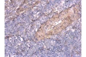 IHC-P Image TNFalpha-IP 2 antibody [C1C3] detects TNFalpha-IP 2 protein at cytosol on mouse spleen by immunohistochemical analysis.