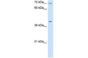 COX15 antibody used at 5 ug/ml to detect target protein. (COX15 anticorps)