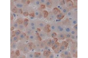 IHC-P analysis of Human Tissue, with DAB staining. (MYCBP anticorps  (AA 2-103))