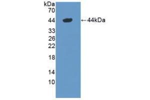 Western blot analysis of recombinant Mouse DEFa1. (alpha Defensin 1 anticorps  (AA 20-93))