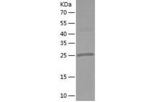 Western Blotting (WB) image for Methyltransferase Like 1 (METTL1) (AA 1-276) protein (His-IF2DI Tag) (ABIN7123943)
