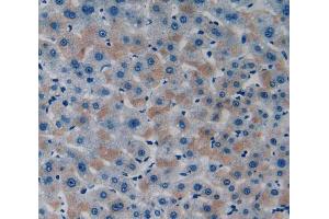 IHC-P analysis of Liver tissue, with DAB staining. (ITFG1 anticorps  (AA 55-306))