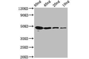 Western Blot Positive WB detected in Recombinant protein All lanes: mycn antibody at 2. (MYCN anticorps  (AA 1-93))