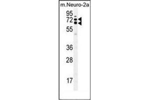 Western blot analysis of KLC2 Antibody (N-term) in mouse Neuro-2a cell line lysates (35ug/lane).