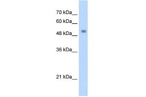 WB Suggested Anti-ZSCAN21 Antibody Titration:  1. (ZSCAN21 anticorps  (C-Term))