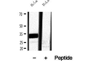 Western blot analysis of extracts of HeLa cells, using RNASEH1 antibody. (Ribonuclease H1 anticorps  (Internal Region))
