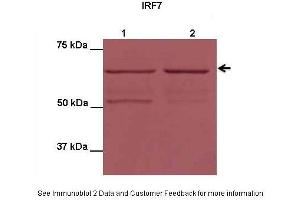 Application: Western blottingSpecies+tissue/cell type: HEK293T cellsHow many ug’s of tissue/cell lysate run on the gel: 10 ug IRF7 transfected HEK293T lysatePrimary antibody dilution: 1:1000Secondary antibody: Donkey Anti-rabbit APSecondary antibody dilution: 1:2000 IRF7 is supported by BioGPS gene expression data to be expressed in HEK293T