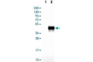 Western Blot analysis of Lane 1: negative control (vector only transfected HEK293T cell lysate) and Lane 2: over-expression lysate (co-expressed with a C-terminal myc-DDK tag in mammalian HEK293T cells) with JAM3 polyclonal antibody .