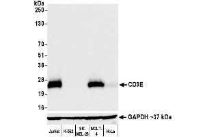 Western Blotting (WB) image for anti-CD3 epsilon (CD3E) (AA 157-207) antibody (ABIN7454035) (Recombinant CD3 epsilon anticorps  (AA 157-207))