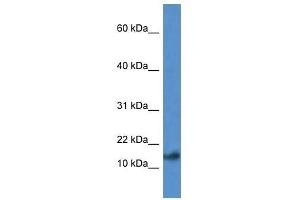 Western Blot showing Psenen antibody used at a concentration of 1. (PEN2 anticorps  (N-Term))