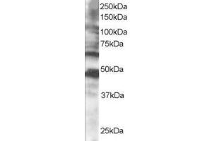ABIN185247 staining (0. (CPEB1 anticorps  (C-Term))