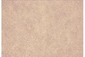 Hemolysis assay negative control, where 10 μl 0. (Perforin 1 Protéine)