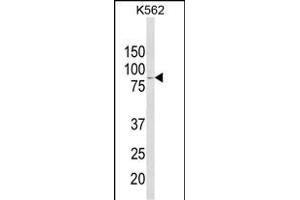 Western blot analysis of ALDH18A1 Antibody (Center) (ABIN652885 and ABIN2842572) in K562 cell line lysates (35 μg/lane). (P5CS anticorps  (AA 176-205))