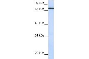 WB Suggested Anti-TCF7L1 Antibody Titration: 0. (TCF7L1 anticorps  (N-Term))