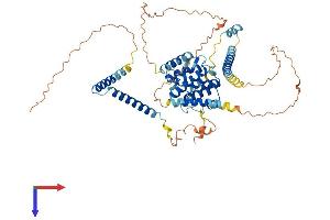 AlphaFold protein structure predicition of Human Recombinant CCDC60 Protein, UniprotID Q8IWA6