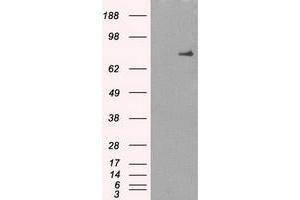 Image no. 2 for anti-P450 (Cytochrome) Oxidoreductase (POR) antibody (ABIN1497743) (POR anticorps)