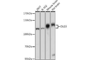 Western blot analysis of extracts of various cell lines, using DLG3 pAb (ABIN7266794) at 1:1000 dilution. (DLG3 anticorps  (AA 464-817))