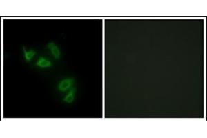 Immunofluorescence analysis of HepG2 cells, using MUC13 Antibody. (MUC13 anticorps  (C-Term))