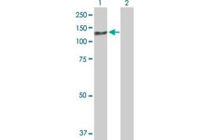 Western Blot analysis of ZCCHC8 expression in transfected 293T cell line by ZCCHC8 MaxPab polyclonal antibody.