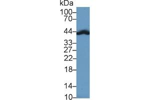 Detection of Hpt in Mouse Lung lysate using Polyclonal Antibody to Haptoglobin (Hpt)