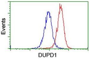 Image no. 10 for anti-Dual Specificity Phosphatase and Pro Isomerase Domain Containing 1 (DUPD1) antibody (ABIN1497927) (DUPD1 anticorps)