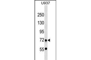 DMTF1 Antibody (C-term) (ABIN1537490 and ABIN2849242) western blot analysis in  cell line lysates (35 μg/lane). (DMP1 anticorps  (C-Term))